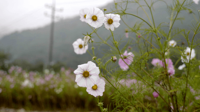 White and pink cosmos flowers in a field