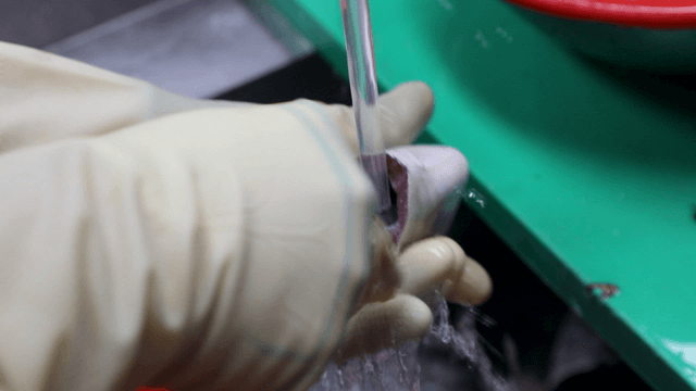 Cleaning fish under running water