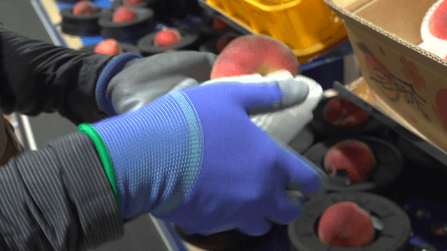 Peaches being packed in white netting