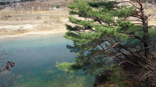 A tranquil river with a pine tree