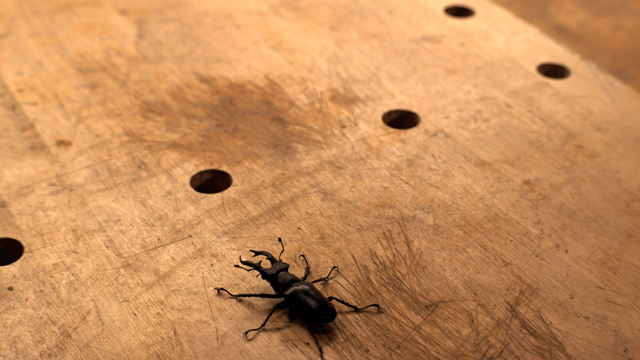 Stag beetle on a wooden surface