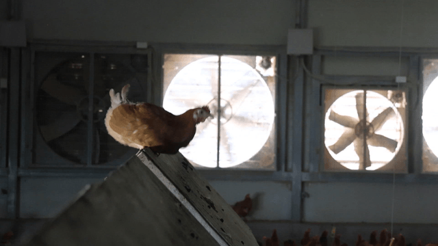 환풍기가 돌아가는 양계장 안에서 날아오르는 닭