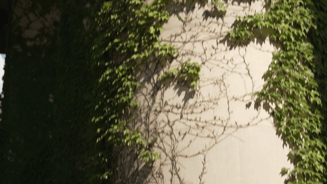 Green ivy climbing on concrete pillar