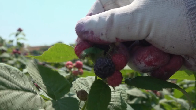 A gloved hand picking ripe black raspberry