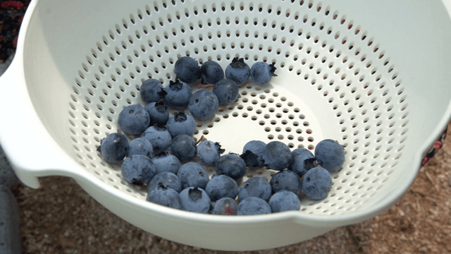 Fresh blueberries collected in a basket