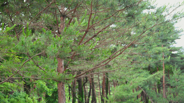 Lush green pine trees in a forest