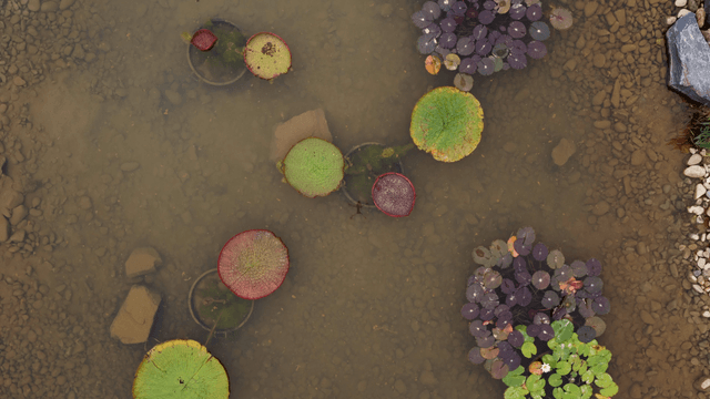 Pond with diverse aquatic plants