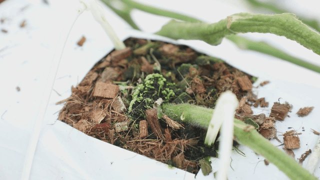 Close-up of soil and plant in a pot