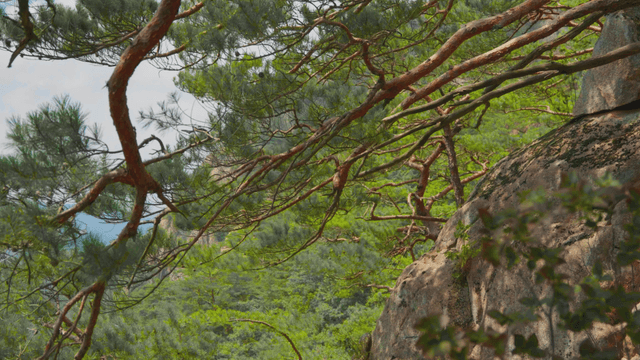 Pine needles swaying in the breeze
