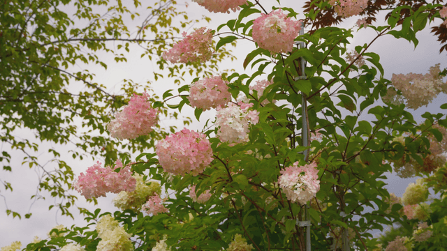 Pink and white hydrangeas in full bloom under cloudy sky