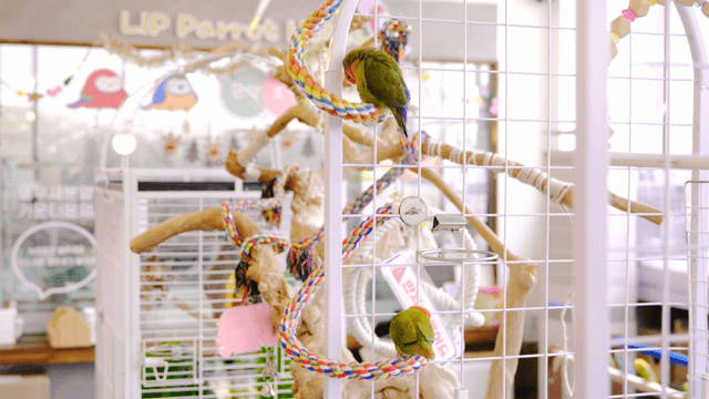 Colorful parrots resting in a cozy open aviary