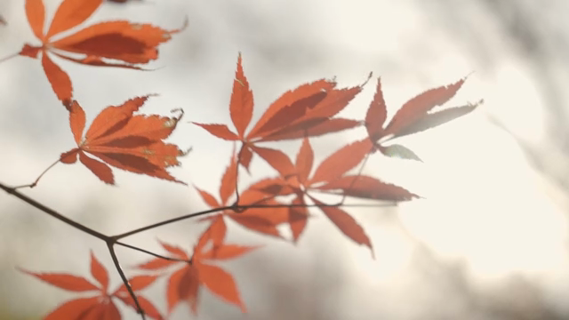 Red maple leaves in sunlight
