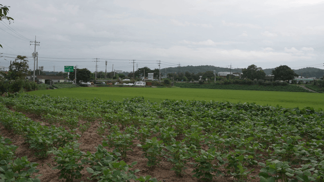 Green rice fields and farms with distant hill