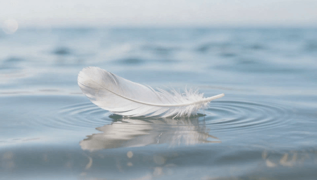 White feather floating on calm water
