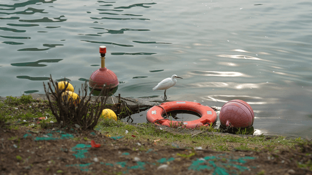 White bird perched on a lakeside structure