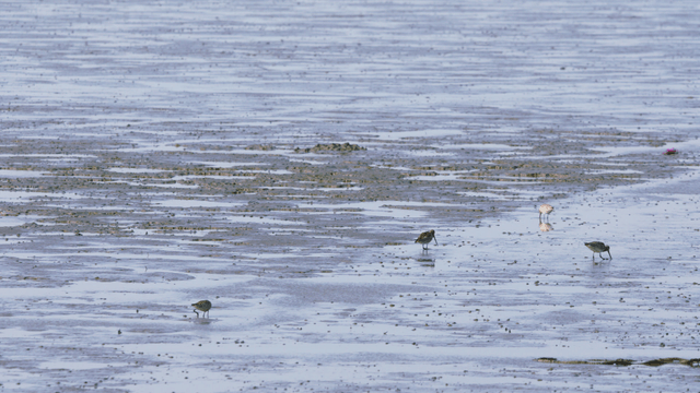 새들이 먹이를 찾는 넓은 갯벌