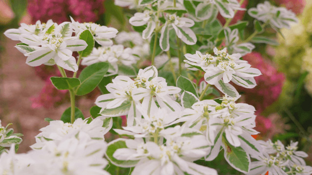 Pure white blossoms blooming in garden