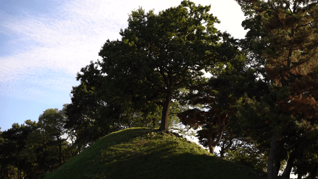 높은 잔디 언덕 위의 풍성한 나무들