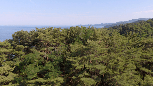 바닷가 옆 푸른 숲