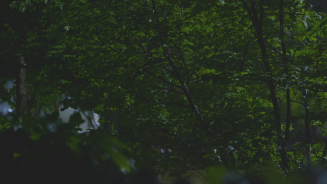 Lush forest and green trees on a rainy night