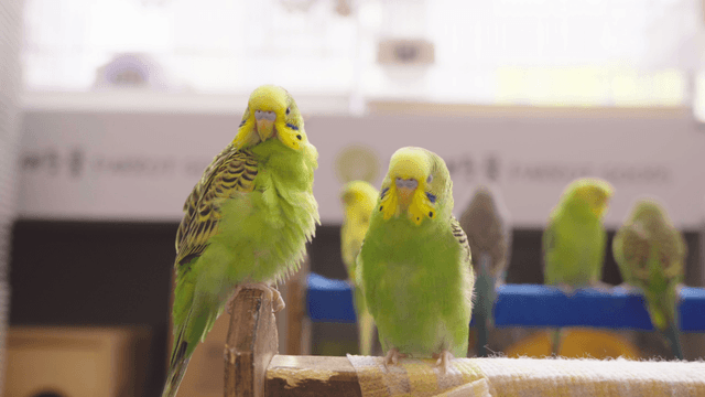 Green parrots perched indoors grooming feathers