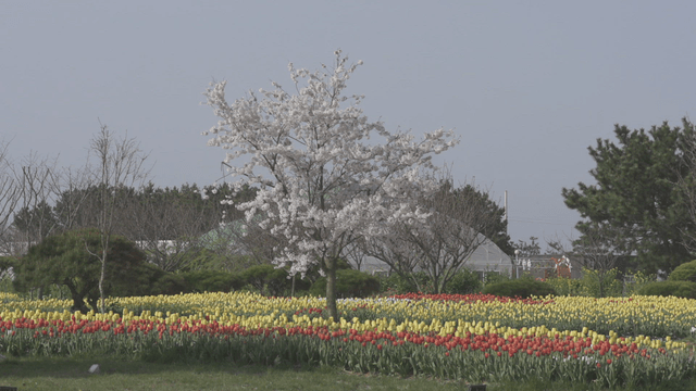White cherry blossom tree in tulip field