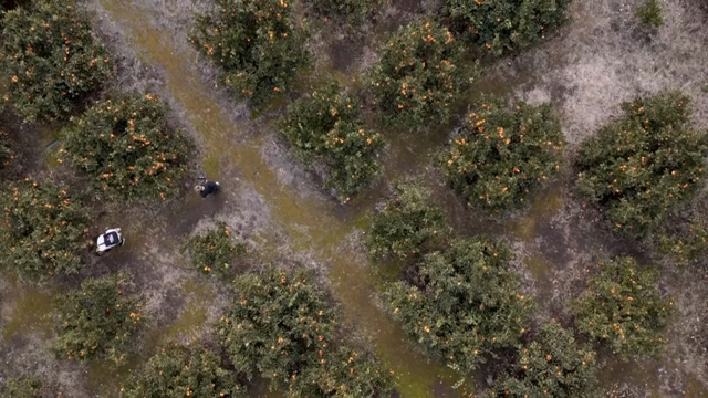 People walking through an citrus orchard