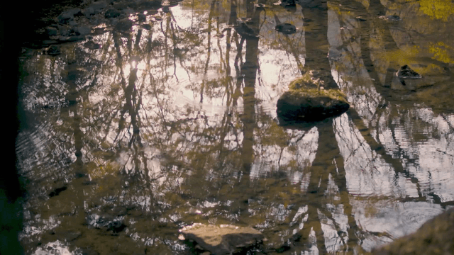 Shallow stream showing tree silhouettes