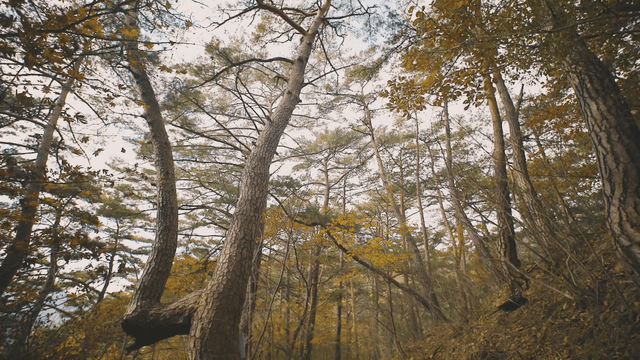 Autumn forest rising high with tall trees