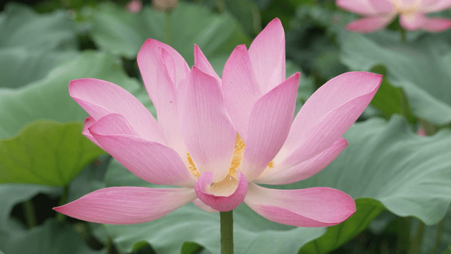 Vibrant pink lotus blooming before wide leaves