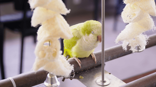 Parrot dozing with closed eyes on wooden perch