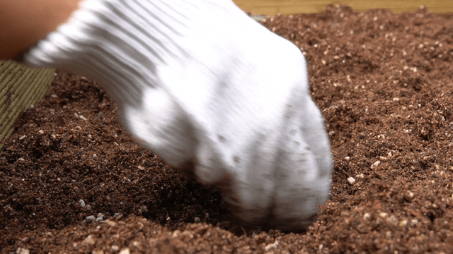 Lettuce seedlings neatly planted in the garden flower bed