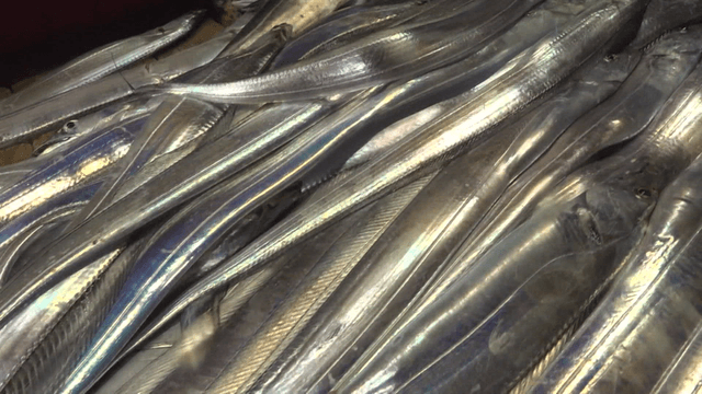 Freshly caught silver cutlassfish on a wooden deck