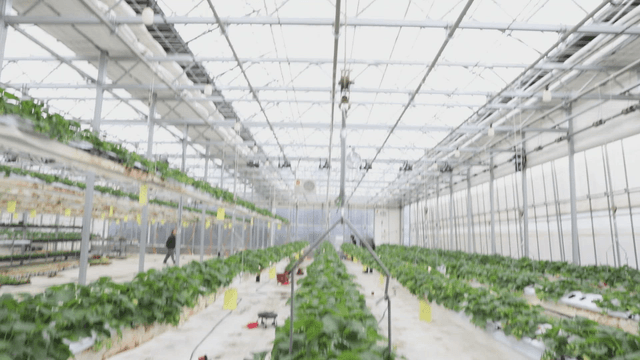 Greenhouse with rows of strawberry plants