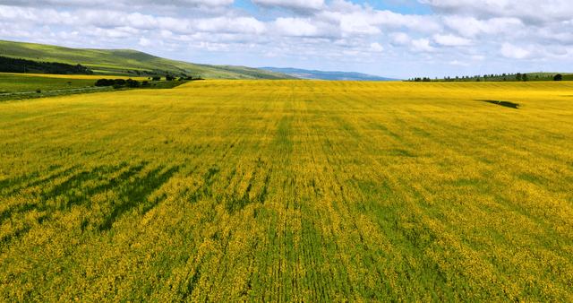 vast field of yellow flowers under a blue sky