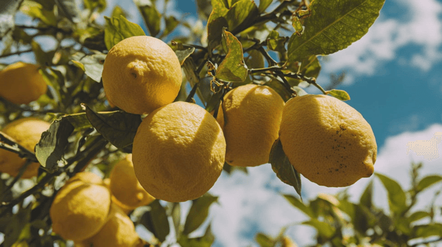 Lemons hanging on a tree under a clear sky
