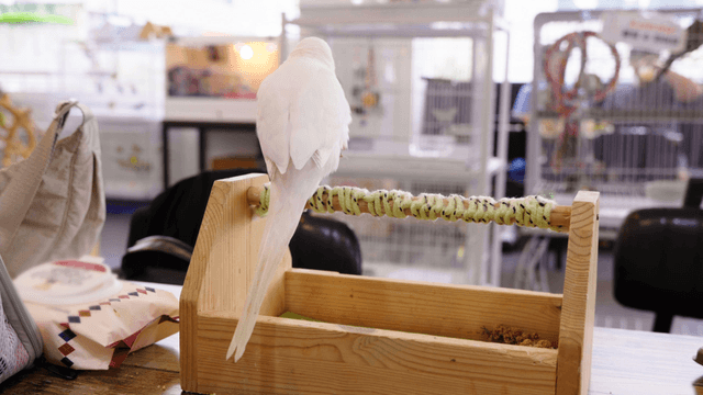 White parrot perched on a cafe stand