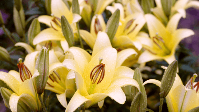 Yellow lilies with dew drops
