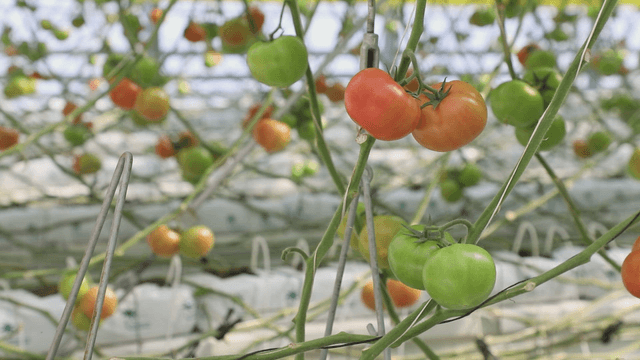 Tomatoes ripening in a greenhouse