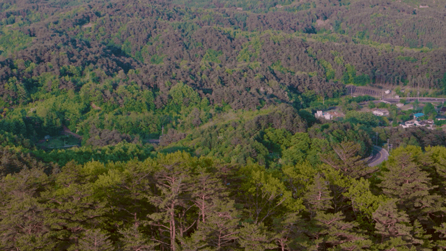 Verdant slopes unfolding across a wide forest
