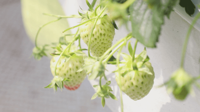 Unripe strawberries hanging on the vine