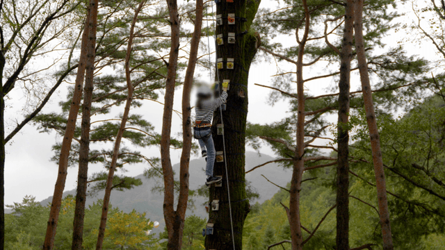 Girl tree climbing on tall tree with holds