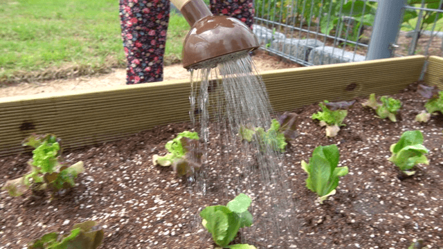 Farmer watering lettuce plants