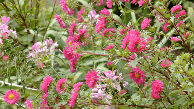 야외 녹지의 선명한 분홍색 꽃