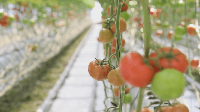 Tomatoes ripening in a greenhouse
