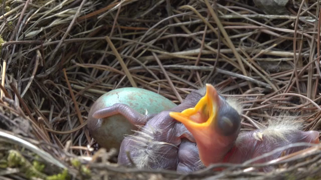 Newborn chicks in a nest with an egg