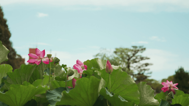 Lotus flowers blooming under a clear sky