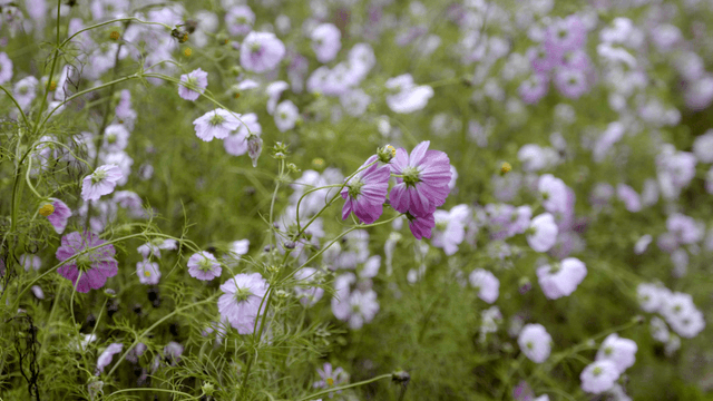 Field of purple and pink flowers