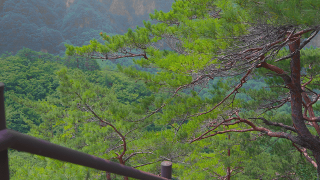 Majestic mountain with dense trees