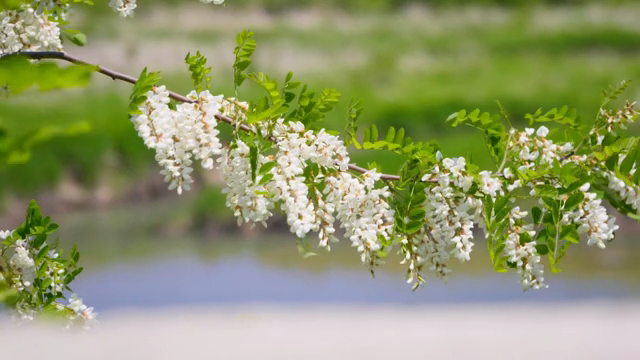 White flowers blooming on a branch